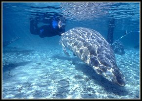 Manatee Woman - Florida 2007