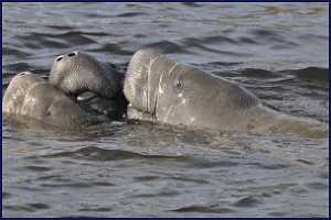 Manatee Woman - Flordia 09